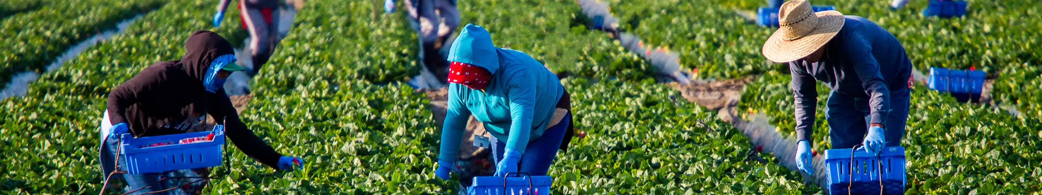 farm workers pucking strawberries